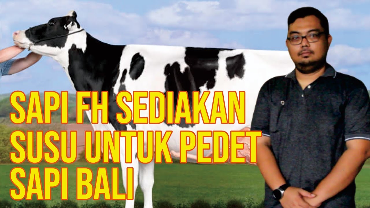 
                                 Peternakan-Memproduksi-Susu-Sapi-Friesian-Holstein-Untuk-Breeding-Pedet-Sapi-Bali